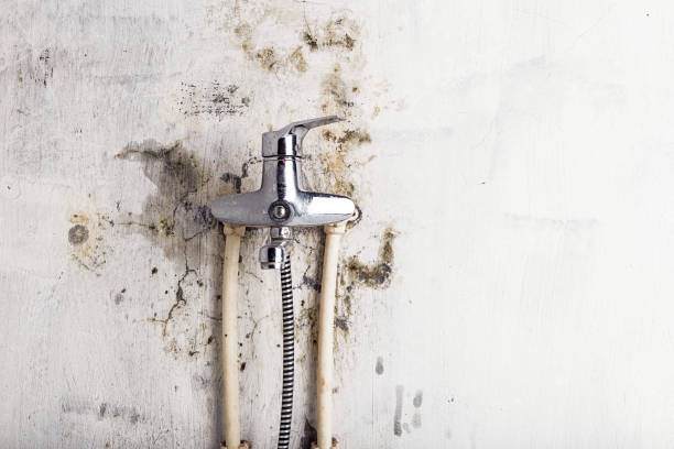 Best Office Mold Removal Services  in Bonney Lake, WA