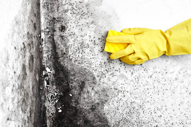 Best Fast Mold Removal  in Bonney Lake, WA
