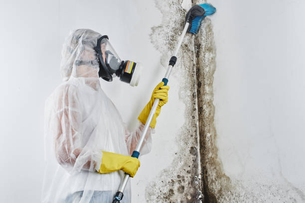 Best Residential Mold Removal  in Bonney Lake, WA