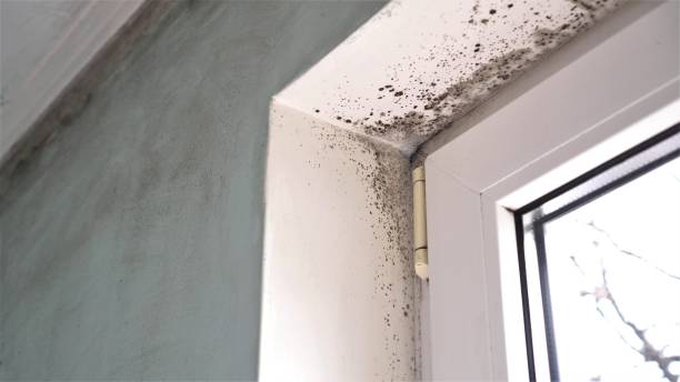 Best Attic Mold Removal  in Bonney Lake, WA