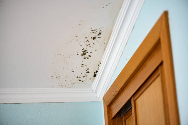 Mold Testing and Removal in Bonney Lake, WA