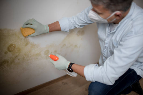 Best Water Damage Restoration  in Bonney Lake, WA