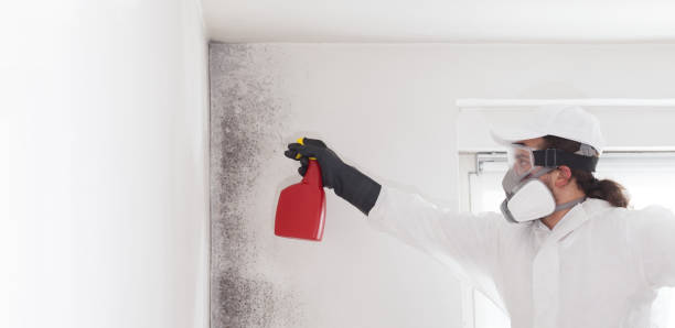 Best Commercial Mold Removal  in Bonney Lake, WA