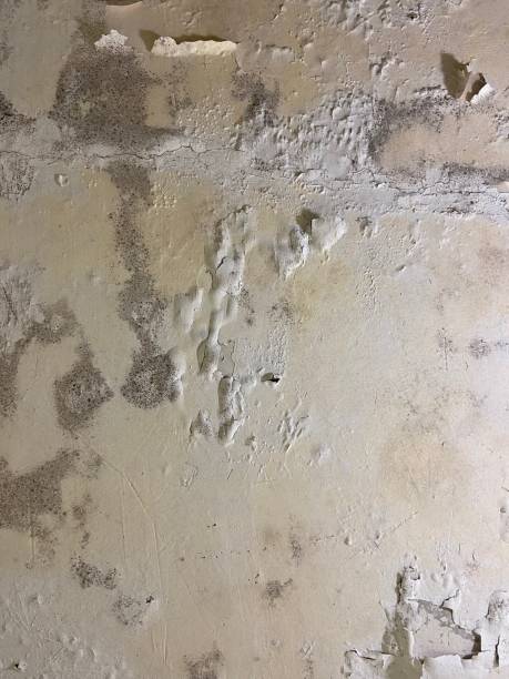 Best Local Mold Removal Service  in Bonney Lake, WA