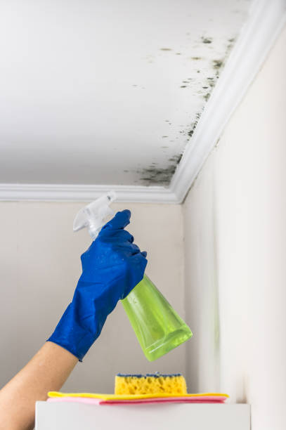 Best Mold Removal Company Near Me  in Bonney Lake, WA